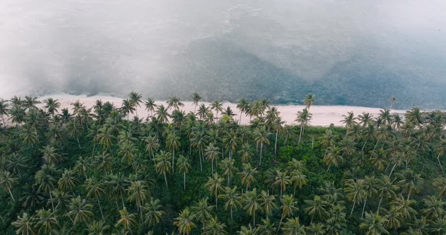 An aerial shot captures a tropical islands dense palm tree forest lining a white sand beach beside a misty shoreline