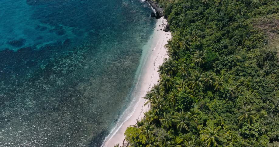 The beach has clear waters near the forest