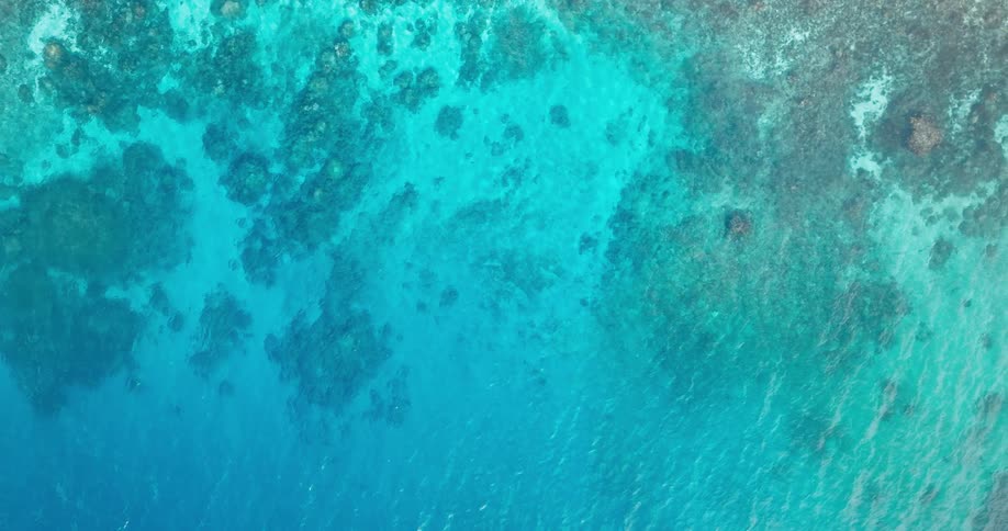 Plants sitting on the ocean floor beneath crystal clear water