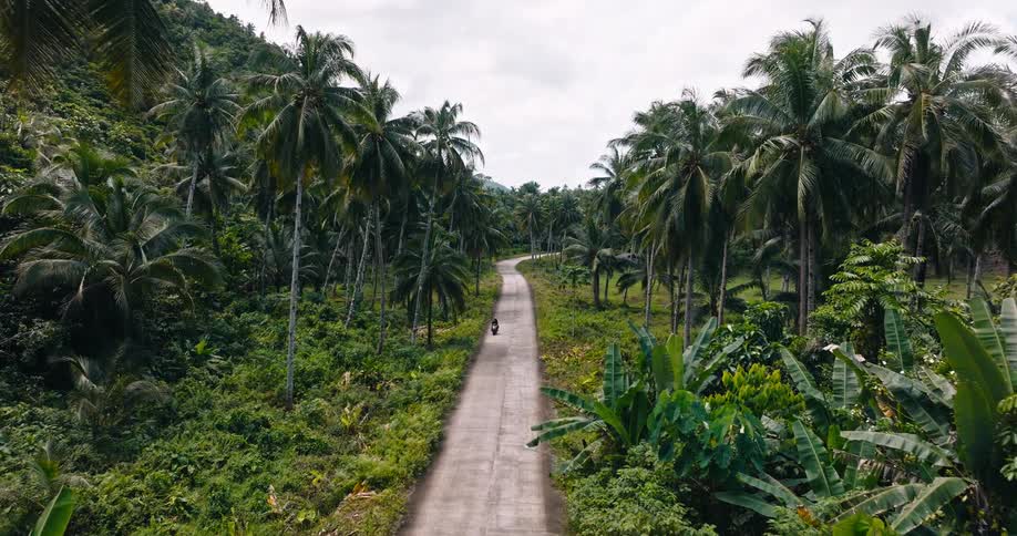 Aerial view of a motorcycle traveling on a road lined with palm trees and tropical plants