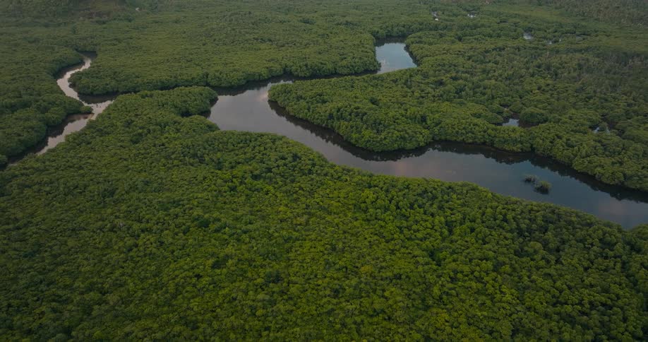 An aerial view captures a winding river cutting through dense green forest forming natural curves across a vast tropical landscape
