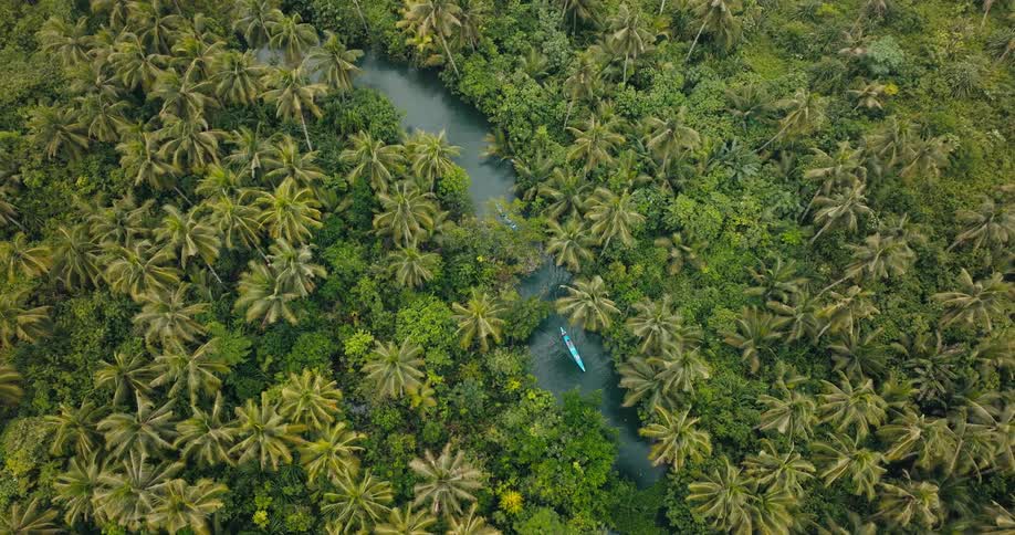 A narrow winding waterway cuts through a dense expanse of tropical palm trees