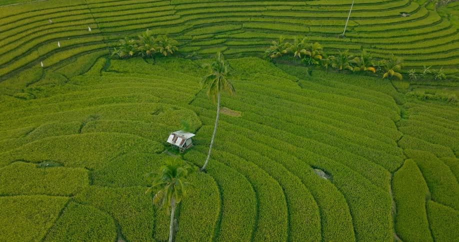 Palm tree towers over a building surrounded by terraced fields