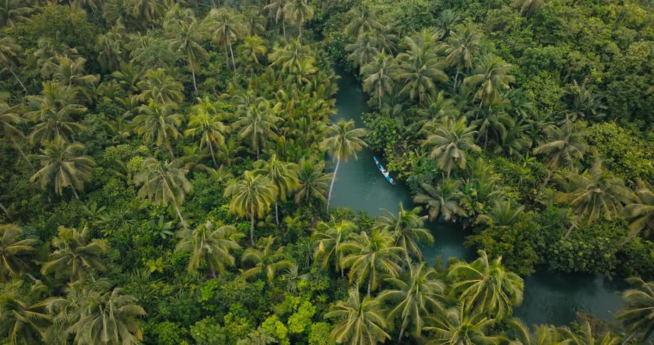 Rowing team rows a boat along a river passing palm trees on a summer day