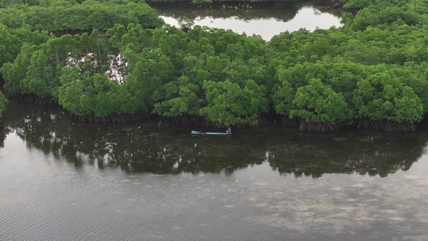 Boat travels along the tree line in a mossy swamp