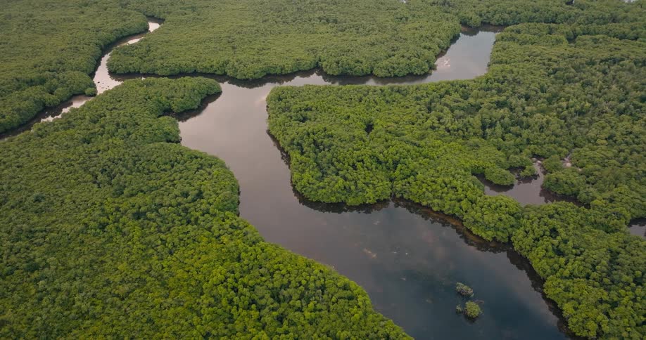 An aerial view showcases a winding river snaking through a dense lush green forest