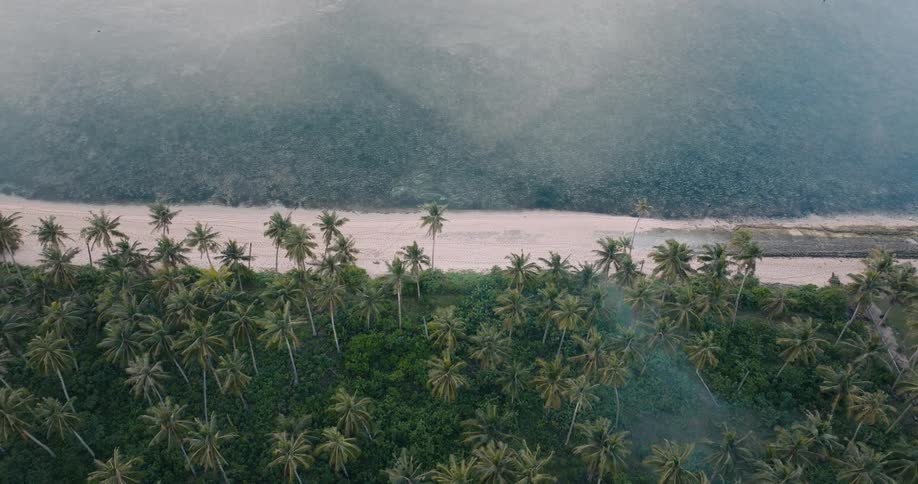 Aerial view over a misty tropical island reveals tall palm trees lining a white sand beach against the muted backdrop of an overcast shoreline