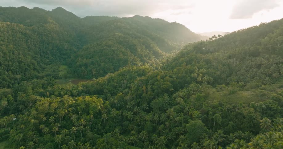 An aerial view rises high above a lush tropical forest with palm trees as sunlight filters through a mountain valley
