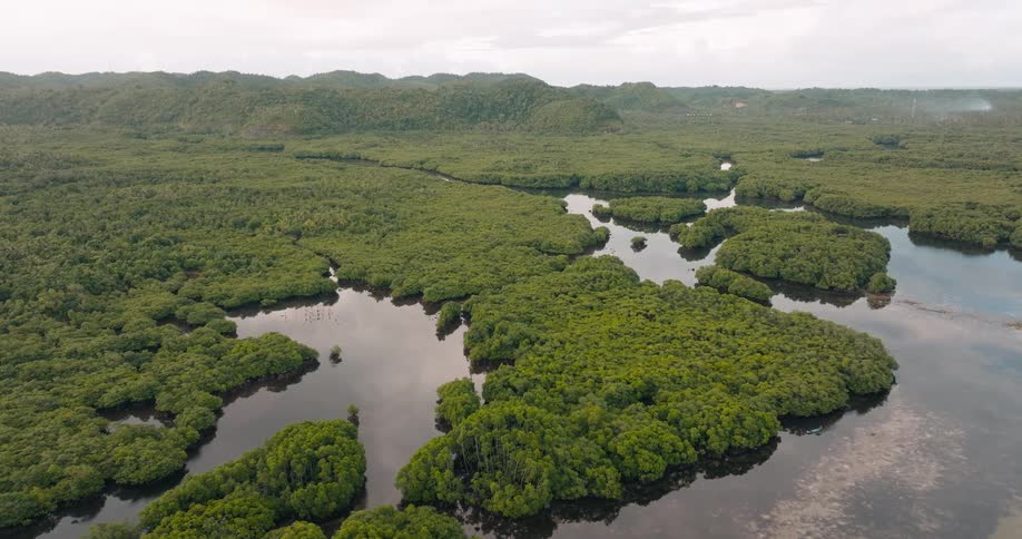 Water travels in and out of dense bunches of trees