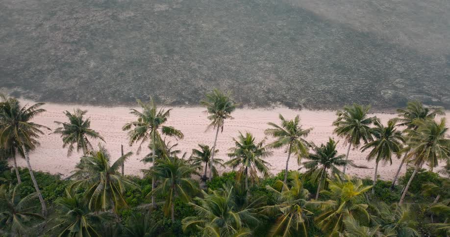 The river runs by the palm trees