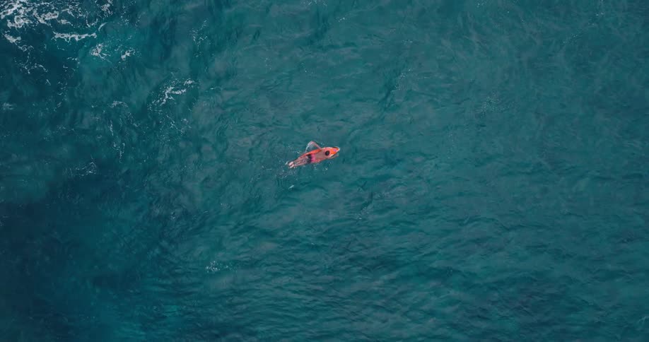 Birds eye view of surfer paddling in middle of ocean