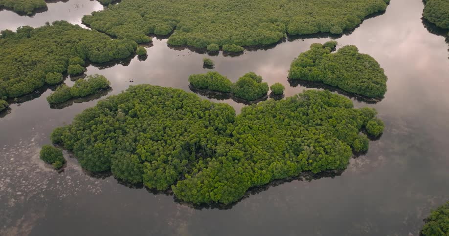 An aerial view reveals winding waterways weaving through dense mangrove forests creating natural patterns across the tropical wetland