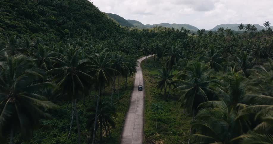 A car is driving down a road surrounded by tropical trees