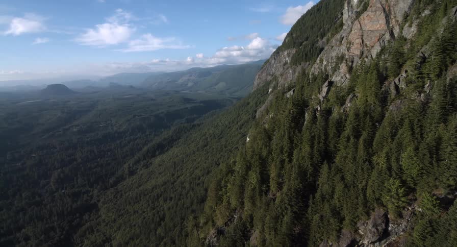 Pine trees in a forest cling to a rocky mountainside
