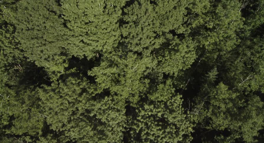 Treetops of a forest on a sunny day