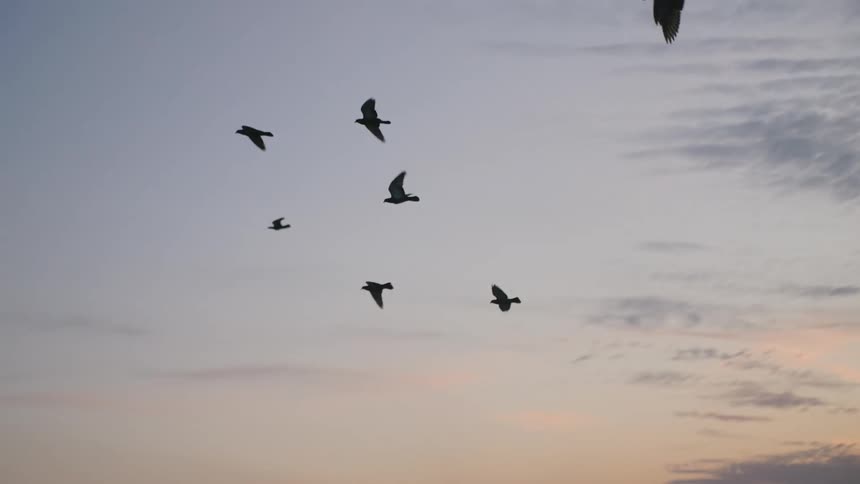 A flock of birds is silhouetted against a pale sky at dawn or dusk