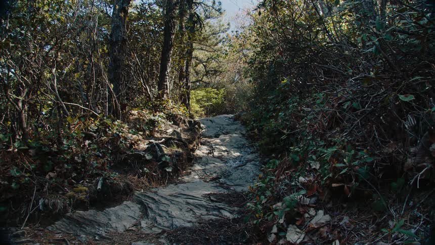 A river runs through a forest on a summer day