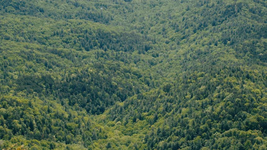 Trees are moving in the forest from windy weather