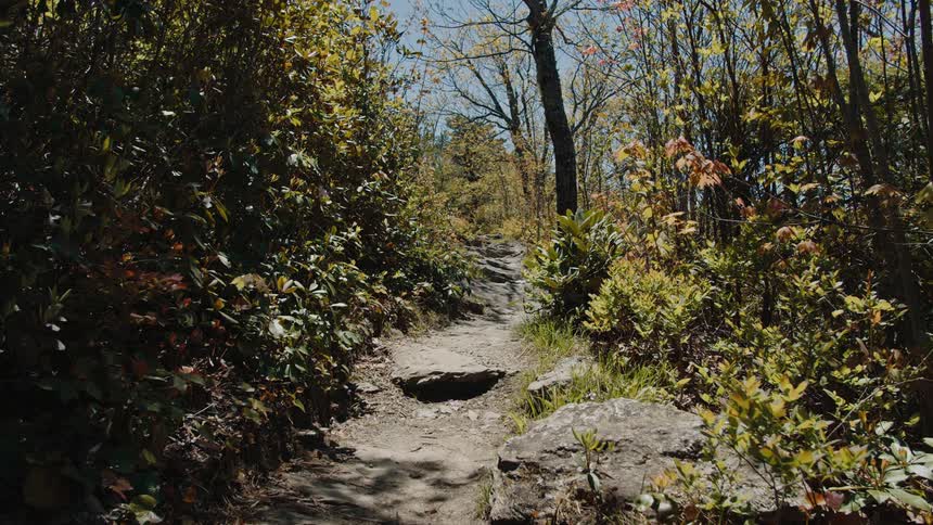 A narrow rocky path winds through a dense forest with sunlight filtering through the trees and dappling the ground