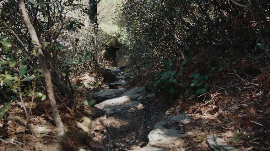 The shadow moves slightly in the forest