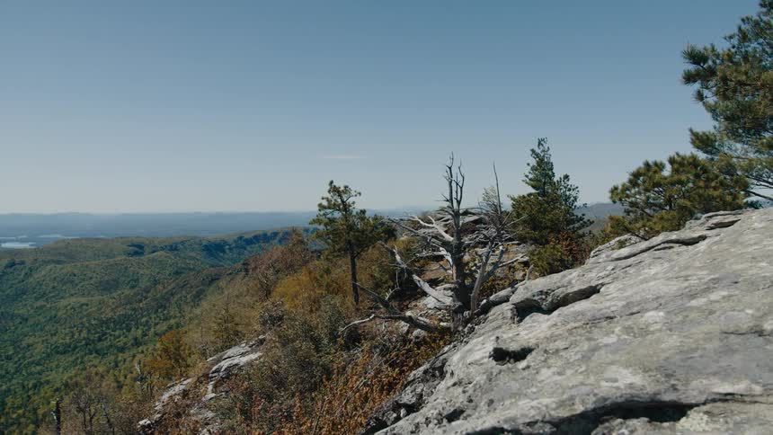 Trees are on the mountain on a sunny day