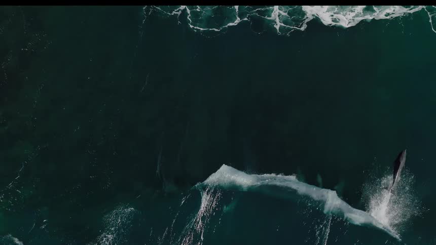 A dolphin jumps as a wave crashes in the ocean