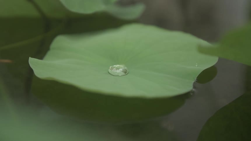 A single droplet of water rests on the surface of a smooth light green lily pad floating on calm still water
