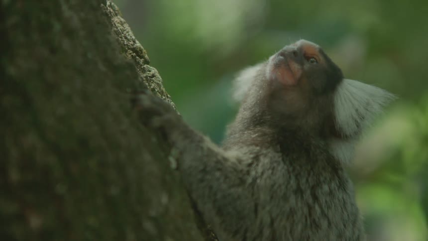 A little monkey is hanging from the tree