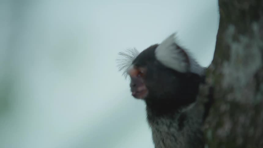 A monkey clings to a tree