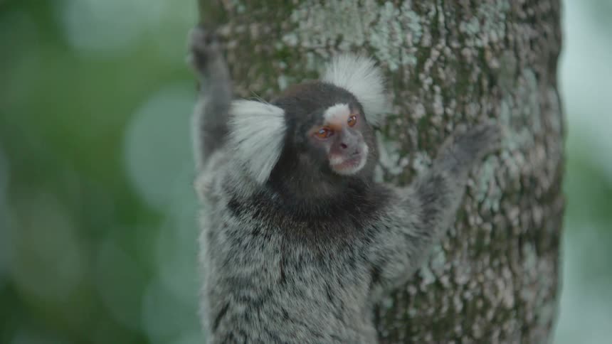 Marmoset monkey looks around before climbing up the trunk of a tree during the daytime