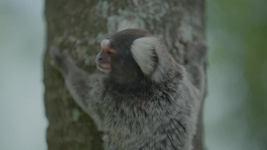A nervous marmoset clinging to a tree