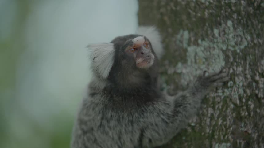 A little monkey is climbing on the tree