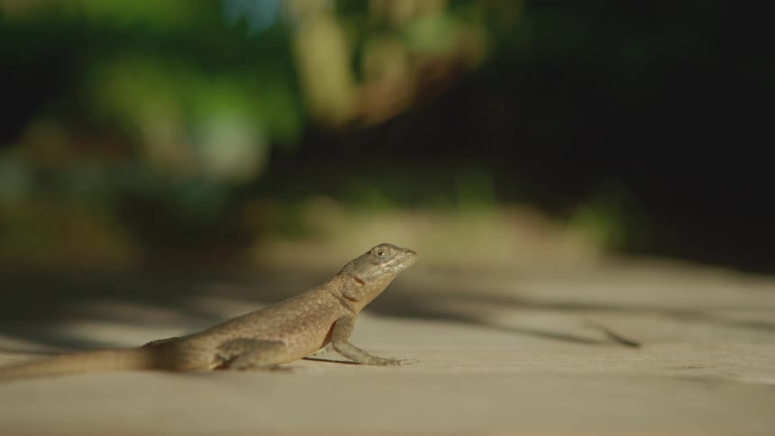The salamander walks off