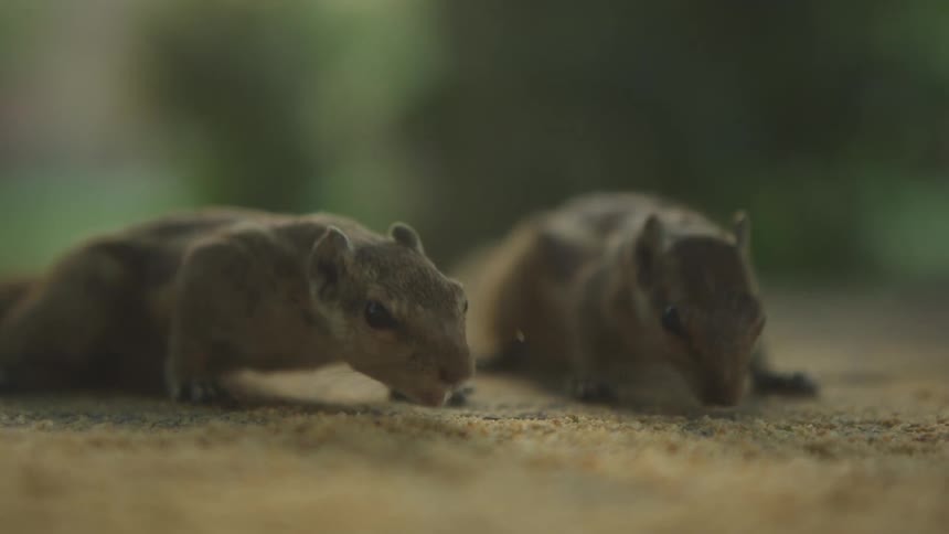 Pair of chipmunks eating crumbs off flooring outdoors