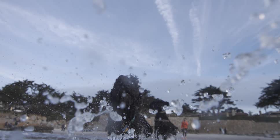 Two Labrador Dogs in Slow Motion Running Toward Camera in Ocean