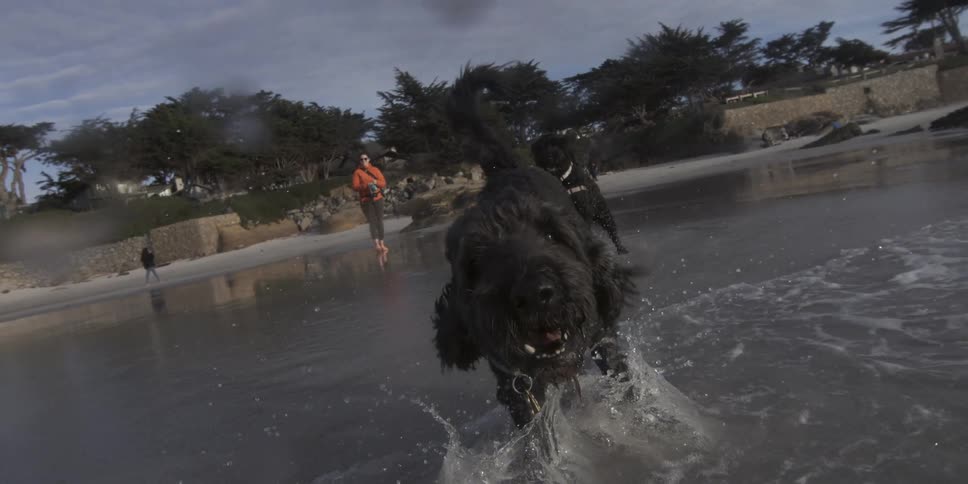 Point of view of black dog running into the ocean in super slow motion