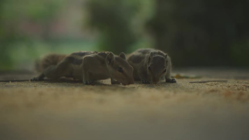 Wildlife moment: chipmunks feeding outdoors off of the ground