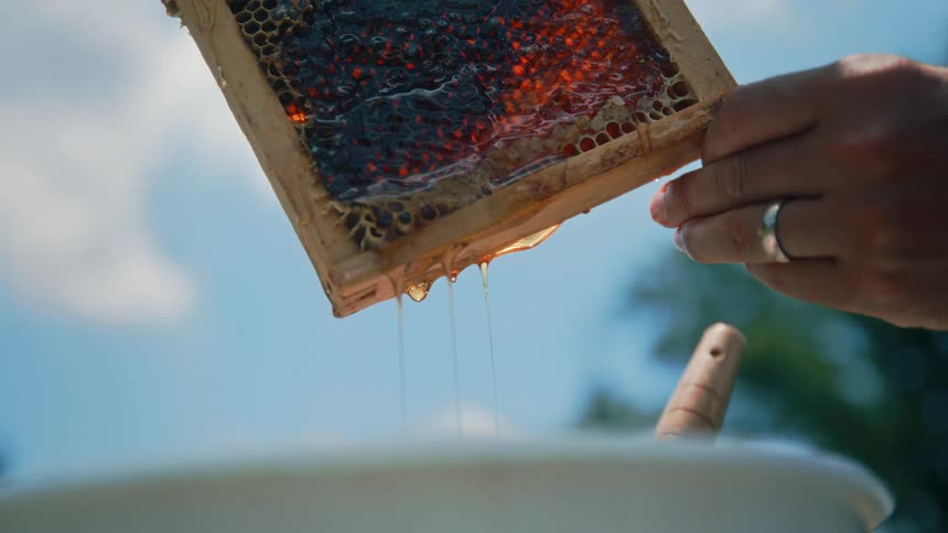 Honey drips from the comb in the wooden frame