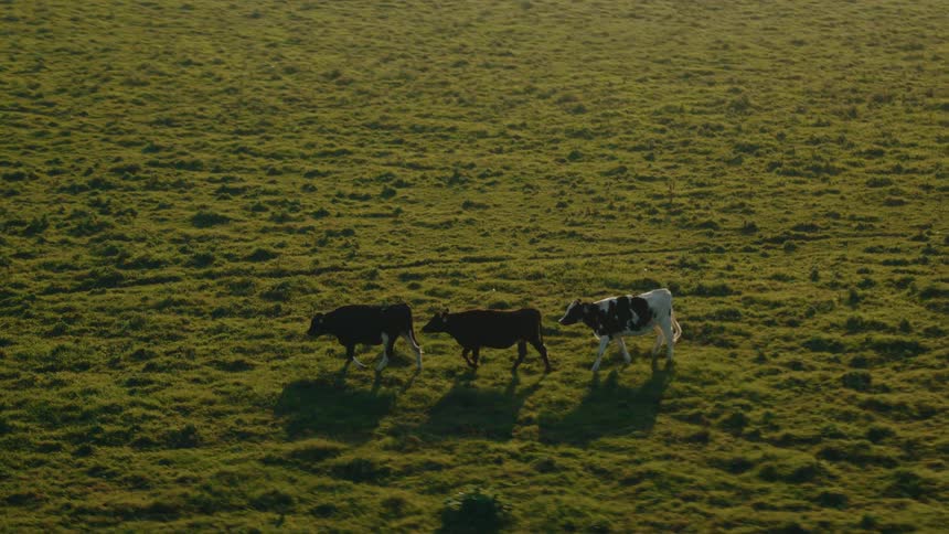 Three cows walk in line on the ranch
