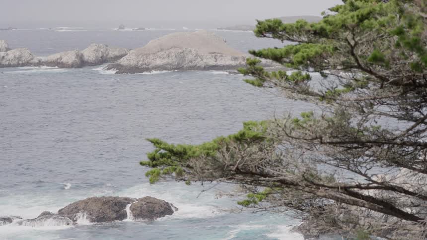 A pine tree branch frames a seascape view of rocky islands in a gray choppy ocean