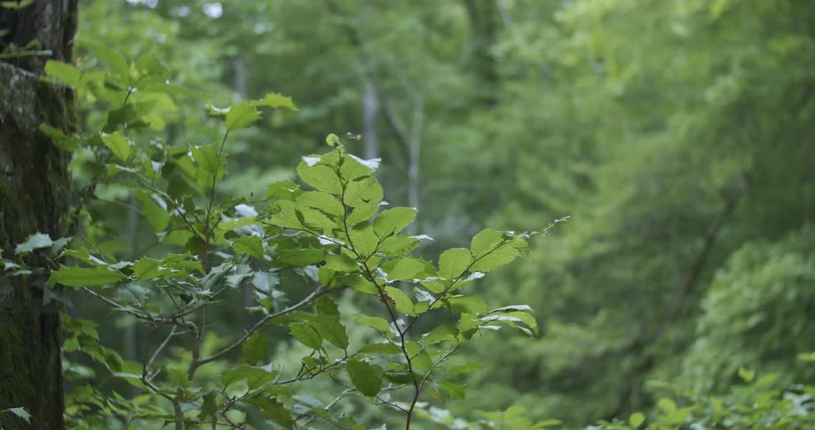 Tree leaves moving in the wind