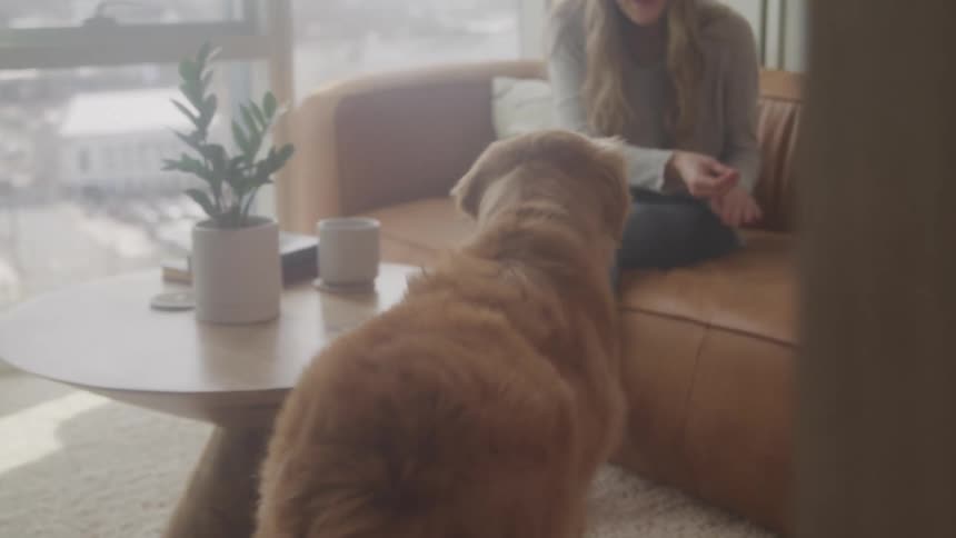 Dog rushes to join its owner as the woman pats the couch on an autumn day