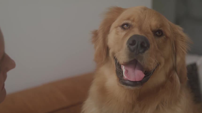 Golden retriever dog