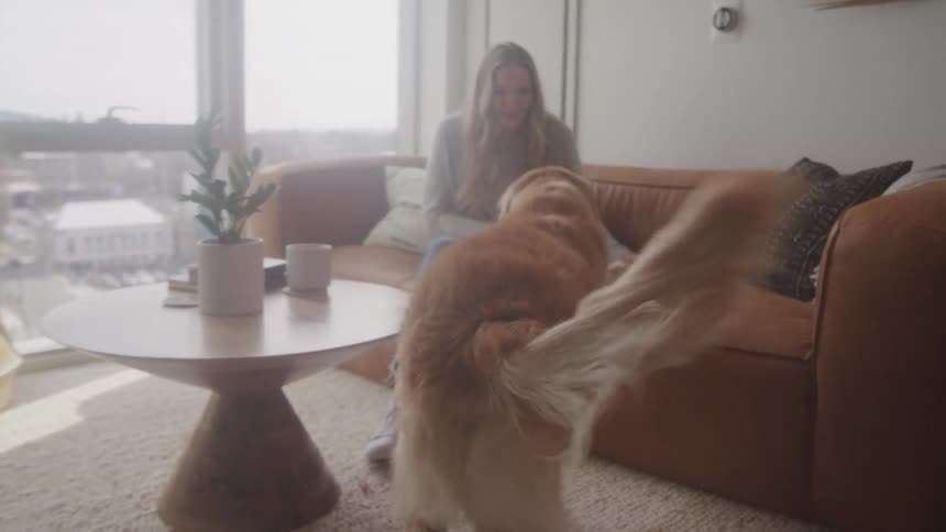 Golden retriever running to happy female and jumping on couch