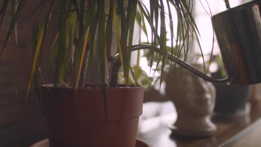 A person is watering her plants at home