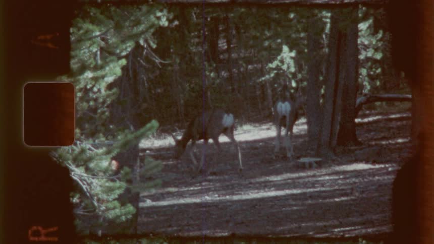 Two deer walk around the forest