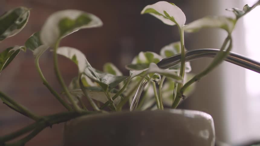 A footage of a flower being watered