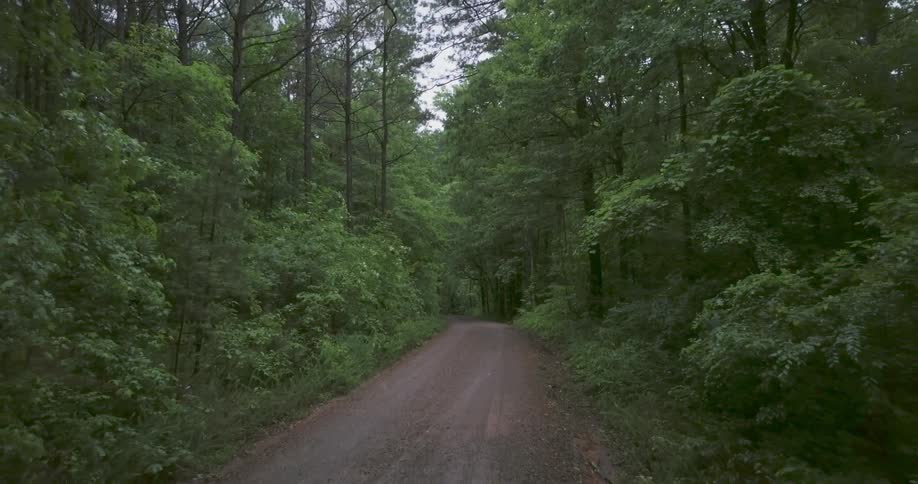 Trees line a dirt path in the woods