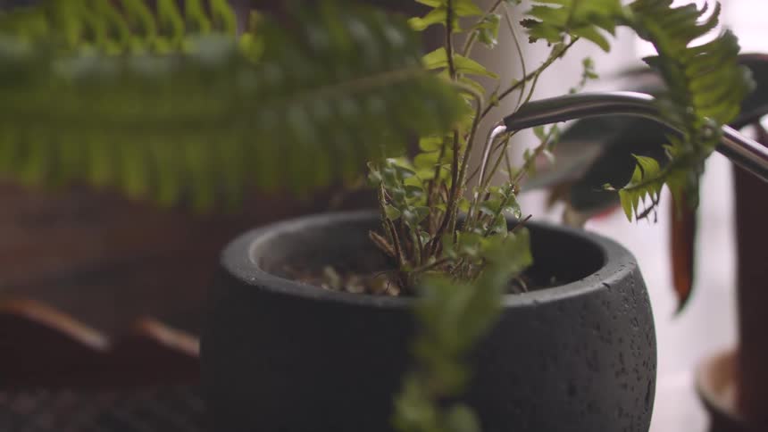 A plant is being watered with a pot