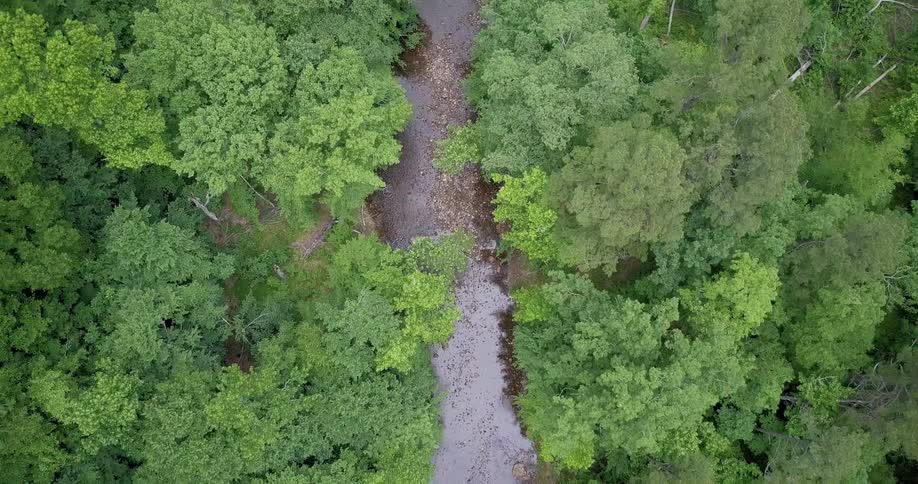 Aerial view of a shallow stream running through a forest